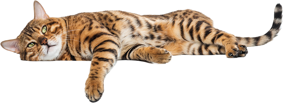 Gato Bygensvet